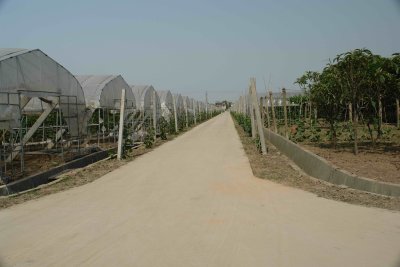 Malu grape vineyard