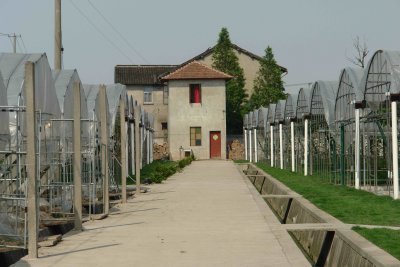 Malu grape vineyard
