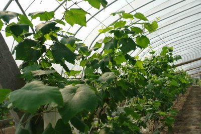 Malu grape vineyard