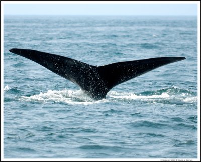 Right Whale Bay of Fundy.jpg