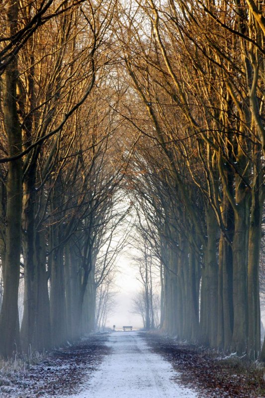 High winter trees