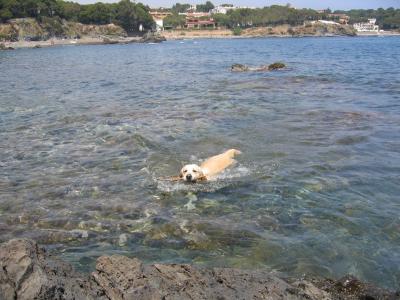 GOLDEN RETRIEVER BARCELONA