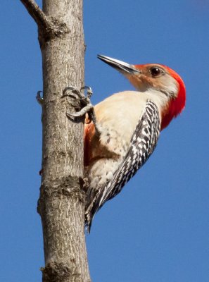 Red Bellied Woodpecker3