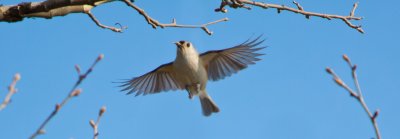 Tufted Titmouse2