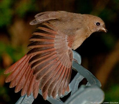 Juvenile Female Cardinal