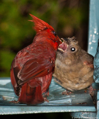 Male Cardinal with Fledgling 4