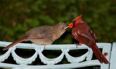 Male Cardinal with Fledgling 3