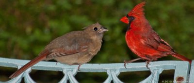 Male Cardinal with Fledgling 2