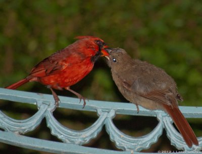 Male Cardinal with Fledgling 1