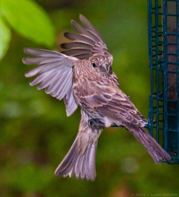 Pair of Song Sparrows.jpg