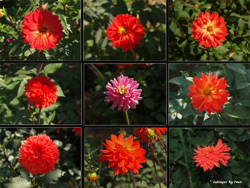 SOME RED FLOWERS . . .