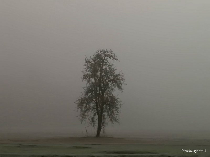 ALL ALONE ON A FOGGY MORNING