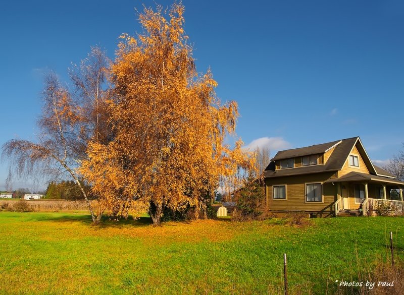 THE OLD TREE AND THE OLD HOME BLEND WELL