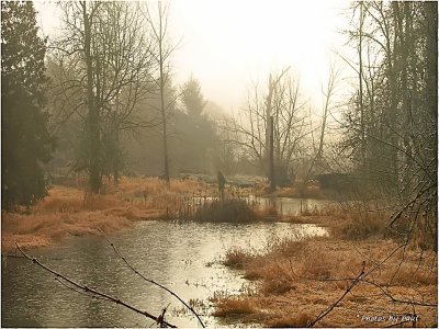 MY FAVE (FOGGY) SWAMP