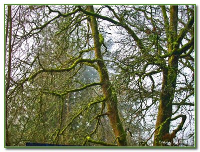 MOSS ?? MUST BE THE PACIFIC NW