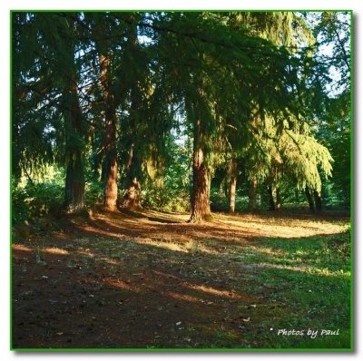 MORNING LIGHT IN THE WOODS