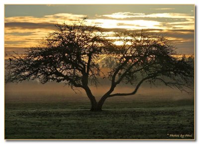 AN AUTUMN (FOGGY) SUNRISE . .