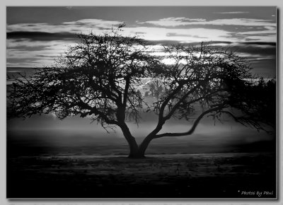 A TREE AT SUNRISE