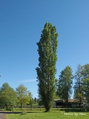 ONE POPLAR