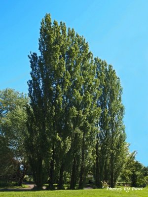 A BUNCH OF POPLARS