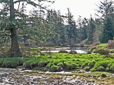 NEAR THE OREGON COAST