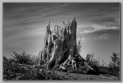 A VICTIM OF MT. ST. HELENS