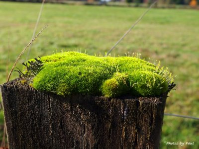 A MOSSY FENCE POST