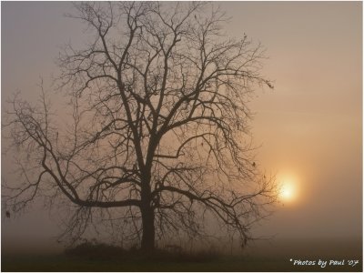 MY FAVORITE TREE IN THE FOG AT SUNRISE