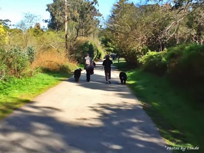 TWO NEWFINDLAND DOGS WALKING WITH THEIR MASTERS TO HIDDEN BEACH PARK
