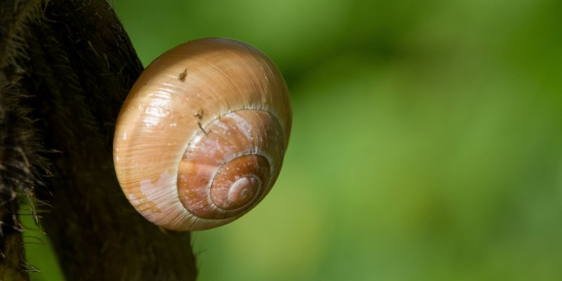 hallerbos-1611.tif