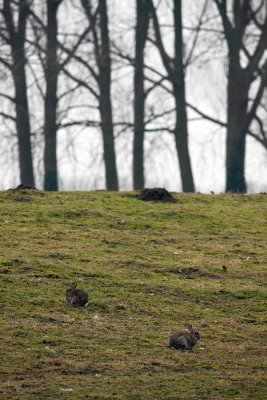 Konijnen op de vesten