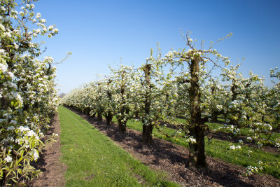 Orchard of Pear trees