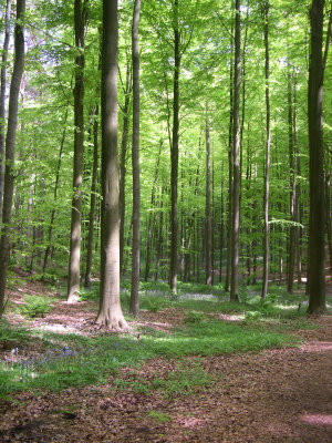 Hallerbos.jpg