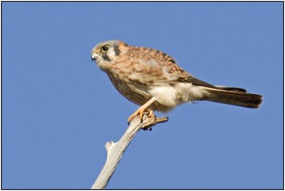 American Kestrel