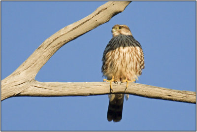 Red-tailed Hawk