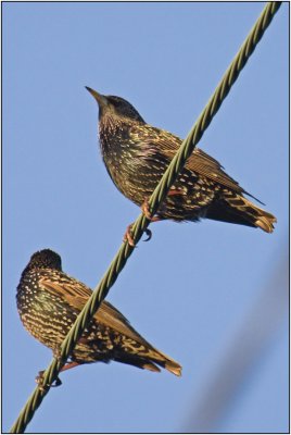 European Starling