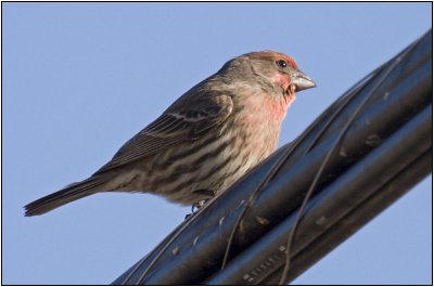 House Finch
