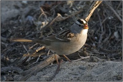 White-crowned Sparrow