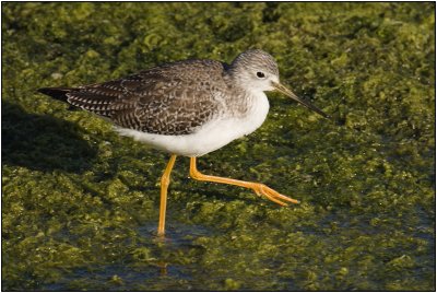 Greater Yellowlegs