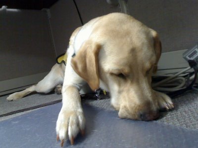 Gatsby - a guide dog in training
