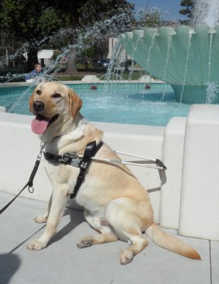 Westin - A guide dog in training
