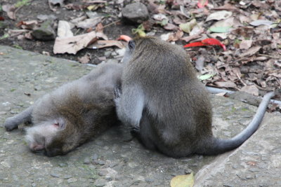 The good life in Monkey Forest