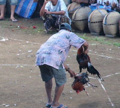 Cockfight