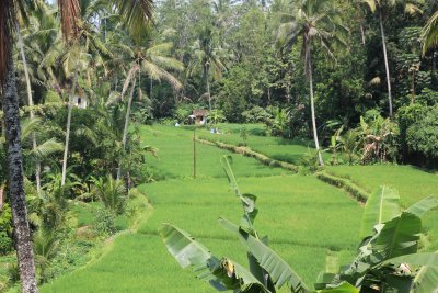 Rice terraces near Jatiluwih