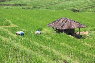 Rice terraces near Jatiluwih