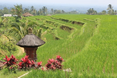 Rice terraces near Jatiluwih