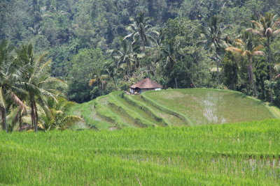Rice terraces near Jatiluwih