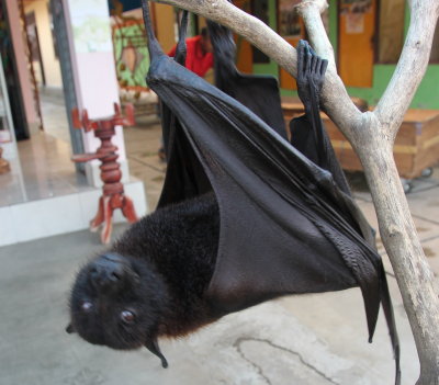 Fruit bat in Bedugul