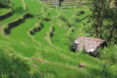 Rice terraces between Padang Bai and Lovina