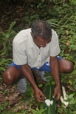 Twomey shows medicinal use of the local plants.
